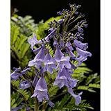 わい性ジャカランダ：ブルーブロッサムビューイング6号ポット[わい性観葉植物としても人気] ノーブランド品