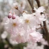 桜[サクラ]：熊谷（クマガイ）接木苗5号ポット[鉢栽培も可能な八重咲き品種]