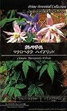 【種子】 Prime Perennial Collection クレマチス マクロペタラ ハイブリッド Life with Green　期限6月のためアウトレット価格！