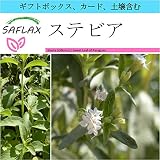 SAFLAX - ギフトセット - ステビア - 100 個の種。- ギフトボックス、カード、ラベル、鉢植え用土壌を含みます。 - Stevia rebaudiana