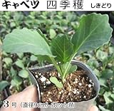 キャベツ 苗 四季穫 しきどり 5ポットセット
