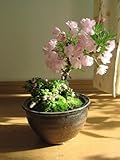 【桜盆栽】　八重桜の　ピンクがきれいに　サクラが　自宅で楽しめます　さくら盆栽　　2016年の4月中頃～下旬に開花します。