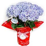 アジサイ 万華鏡 青色 母の日 ギフト 島根県オリジナル品種 紫陽花 アジサイ 鉢植え