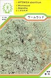【種子】 ワームウッド 三笠園芸