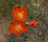 Ornithogalum maculatum - syn: Ornithogalum splendens, Ornithogalum thunbergianum - 10 seeds