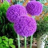 アリウム　ギガンチューム　１球入