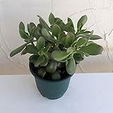 金のなる木5号鉢植え[大人気！縁起の良い花月・カゲツ] ノーブランド品