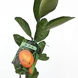 みかん 苗木 南柑20号 13.5cmポット苗 なんかん20ごう ミカン 苗 蜜柑