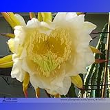 2016 NEWレア大イエロードラゴンフルーツピタヤ有機種子、プロフェッショナルパック、30種子/パック、甘い月下美人Megalanthus