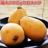 国華園　果樹苗　ビワ　クイーン長崎　1株【※発送が国華園からの場合のみ正規品です】