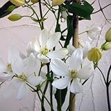 クレマチス：アーマンディ 4.5号ポット[2年生苗]（常緑系）