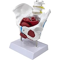 女性型骨盤、骨盤底および会陰のモデル取り外し可能な内臓器官付き 女性骨盤，内臓・骨盤底筋付，6分解モデル | 日本スリービー
