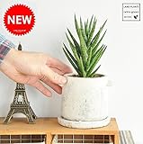 LAND PLANTS 【多肉植物】サンスベリア フランシシー取って付セメントポット