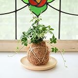 【選べる仕立て】苔玉シュガーバイン／ココボールシュガーバイン 常滑焼受け皿付 (Ｂ：ココボール仕立て, ２：ベージュ)