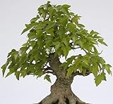 Acer buergerianum - Trident maple - 100 seeds