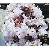 サルスベリ[百日紅]：ブラックパール ライトピンク3.5号ポット ノーブランド品