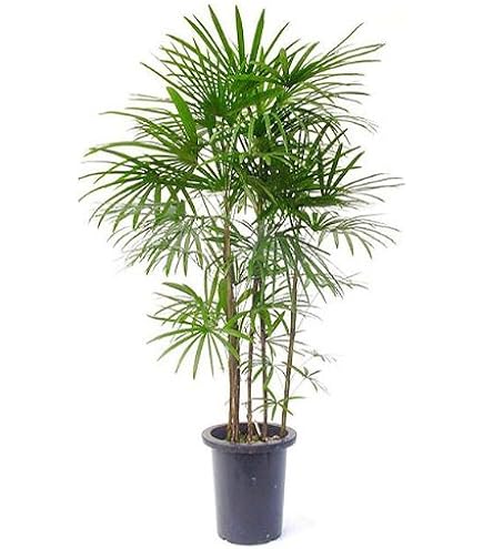 xs7anyczr22tzpfzj9hb様用超耐寒性　トウシュロ1本 81pYQCIBApL._AC_UF350,