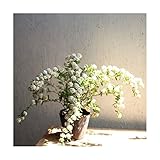 コデマリ 樹高40cm前後　10ポットセット