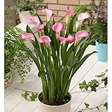 たくさん花が咲くカラー：ガーネットグロー1球入り　[1球で10輪前後の花を咲かせる特大球根] ノーブランド品