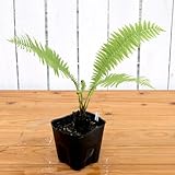 (山野草)コゴミ(クサソテツ) 4号(1ポット) 家庭菜園 本州・四国限定[生体]