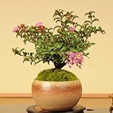 小品盆栽：サルスベリ（瀬戸焼小鉢）*