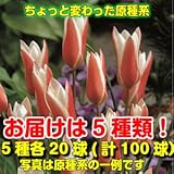 ☆チューリップ（球根）　原種系でちょっと変わった楽しみ方を ５種各20球ミックスで計100球