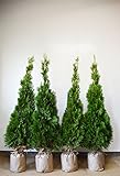 [送料無料] 自信の自家生産 コニファー エメラルド 約120cm 4本セット 生垣 目隠し にオススメ！ 植木 苗木 …
