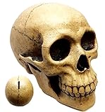 Atlantic Collectibles LargeボーンクリームHomosapien Skull Money Bank置物
