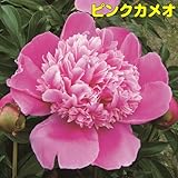 特選品種を厳選紹介！宿根草 芍薬 ( シャクヤク )変わり咲き特選品種 芽付12cmポット苗【ピンクカメオ】