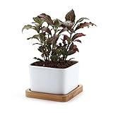 T4U 8.5CM 陶器鉢 白 スクエア NO.1 植木鉢 多肉植物 サボテン鉢 竹トレイ付き