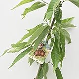 栗 苗木 岸根 12cmポット苗 がんね くり 苗 クリ