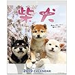 アクティブコーポレーション 2019年 犬 柴犬 カレンダー 壁掛け 森田米雄 まるごと柴犬 ACL-11 (2019年 1月始まり)