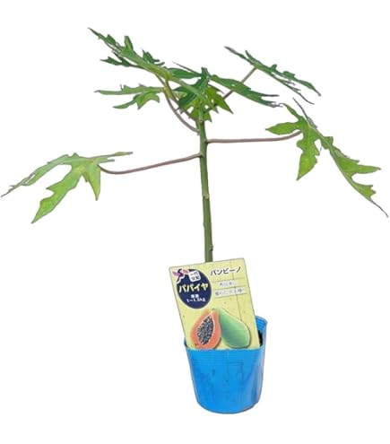 Amazon.co.jp: 【バンビーノ】 パパイヤ苗 3.5号ポット苗 沖縄県産