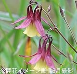 山野草:山オダマキ (山苧環) 9cmポット苗40ポットセット【紫桜館山の花屋】