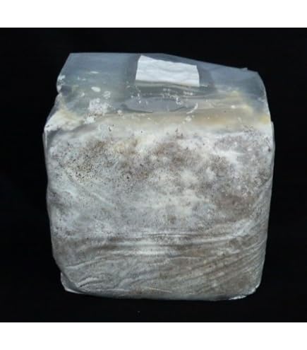 Amazon.co.jp: 【EXCEED CRAFT】LEVIN-G3500 3500cc オオヒラタケ