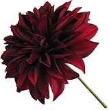 ラージダリヤピック バーガンディ 66-472750-0