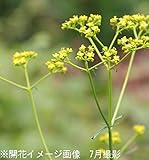 山野草:オミナエシ(女郎花) 素掘り苗5株