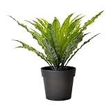 IKEA(イケア) FEJKA 人工観葉植物 Birds Nest Fern