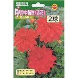 春植え球根 ダリア 中輪咲 赤花 (130180)