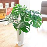 観葉植物 モンステラ ７号 ※丸高陶器鉢仕立て