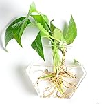 SHINA 1個 壁掛け 六角形 ガラス 花瓶 水栽培ポット 観葉植物 水耕栽培植物 ホームデコレーション