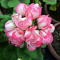 Amazon Co Jp 売れ筋ランキング 花の苗 の中で最も人気のある商品です