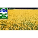 景観緑肥用シロカラシ地力 1kg[タネ][約400平米分・暖地10～11月まき・寒地4～8月まき] ノーブランド品