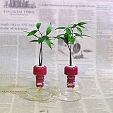 「良縁を結ぶ梛(ナギ)の木」と　カラフル容器　2セット　【土なし　清潔　水やり簡単　セラハイト】　梛の木は、「NHK大河ドラマ　女城主　直虎」で「愛しいものの無事を祈る木」「災いを避ける木」「良縁を結