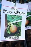 果樹苗　イチジク　ビオレッタ　アルジャンドゥ　一年生　【送料込価格】