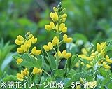 山野草:黄花センダイハギ (黄花先代萩) 15cmポット大株苗【紫桜館山の花屋】