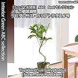 丈夫でお洒落 【送料無料】 ツピダンサス・カリプトラタス 6号鉢・曲がりタイプ バスケット・受皿付