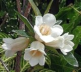 Rothmannia globosa - Gardenia tree - 25 seeds