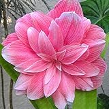 ビッグ真のアマリリスの球根の屋内＆屋外の鉢植えの花、植物、花の球根生存率が高く（ない種）である-1電球12