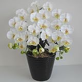 造花の胡蝶蘭 鉢植え 光触媒 アートフラワー Sサイズ-5本立 H50cm(白/花弁・黄-黒鉢)